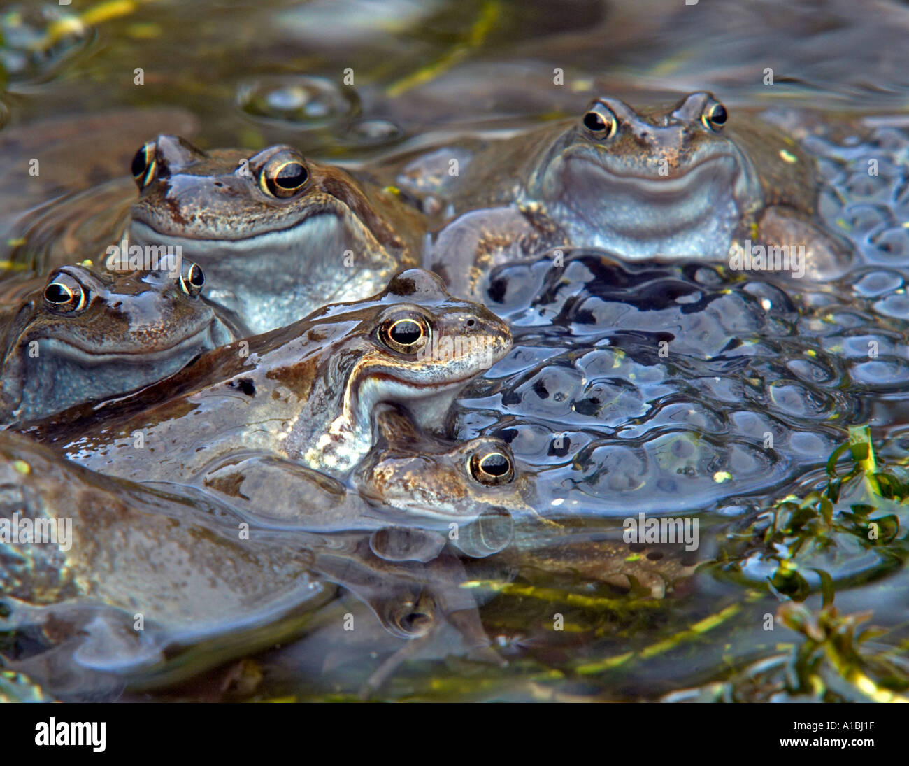 Digitally adjusted photo to give smiles to common frogs Rana temporaria gathering for mating in