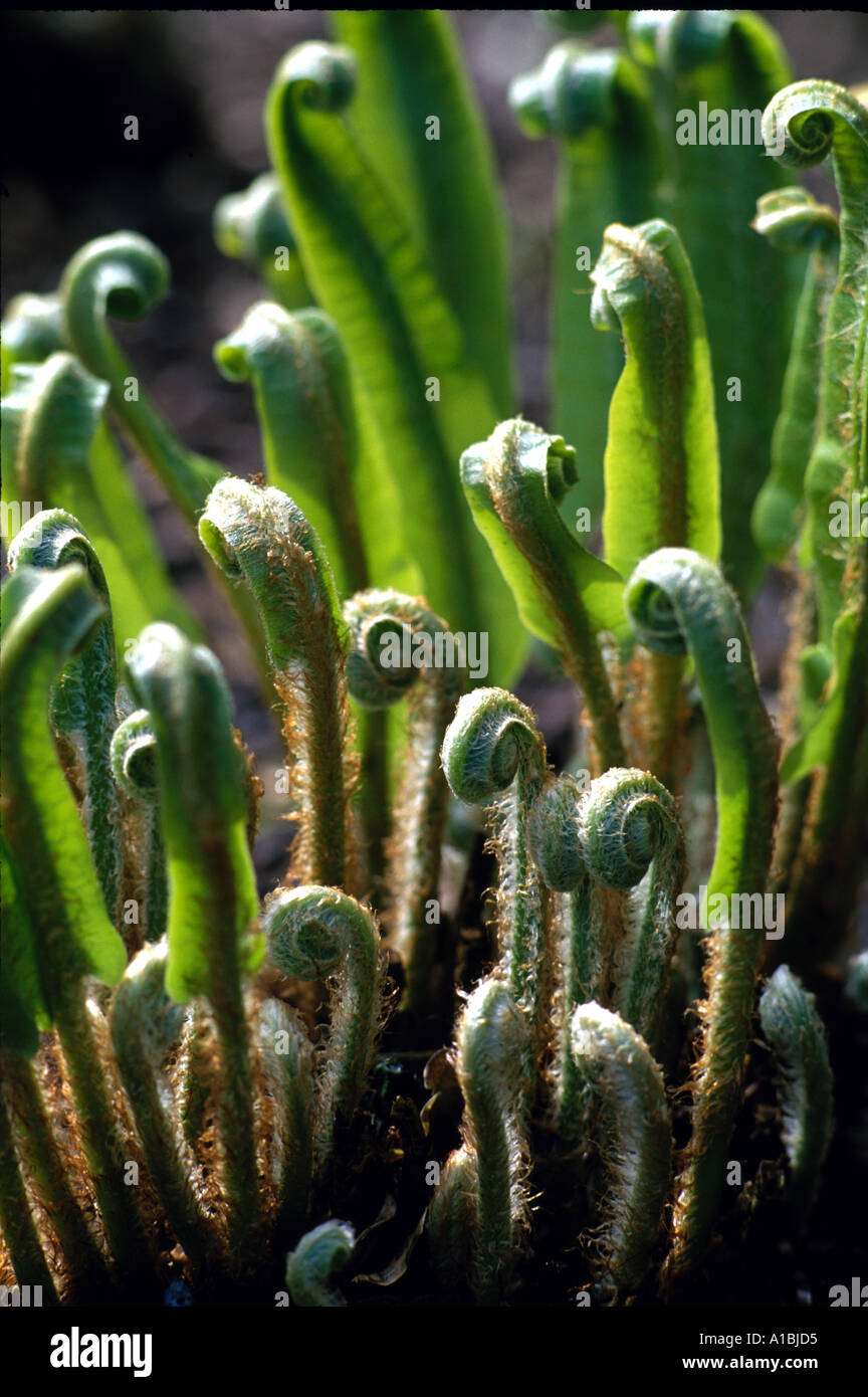 Asplenium scolopendrium Hart s tongue fern Stock Photo