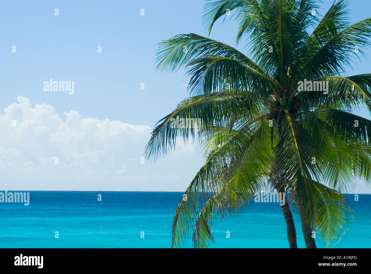 Barbados typical sunny beach view sea and coconut palm abstract Cocos nucifera Stock Photo