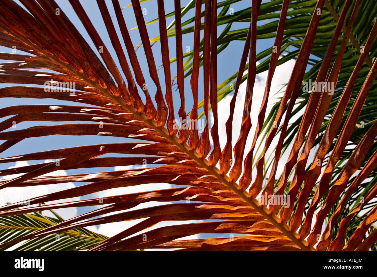Dry leaf of a Palm tree Stock Photo
