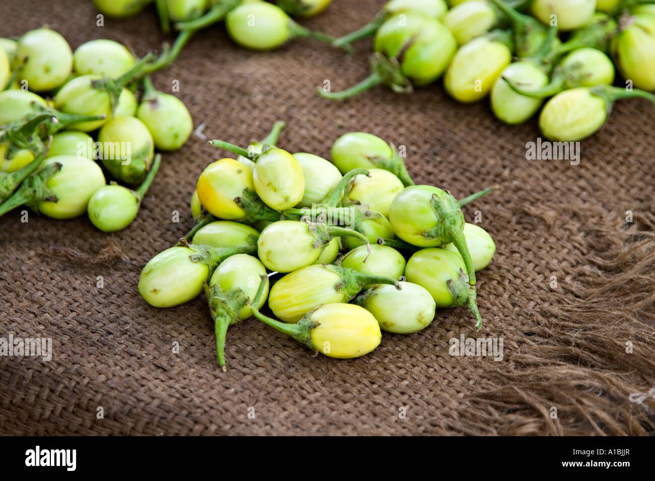 Solanum aethiopicum (african scarlet eggplant)