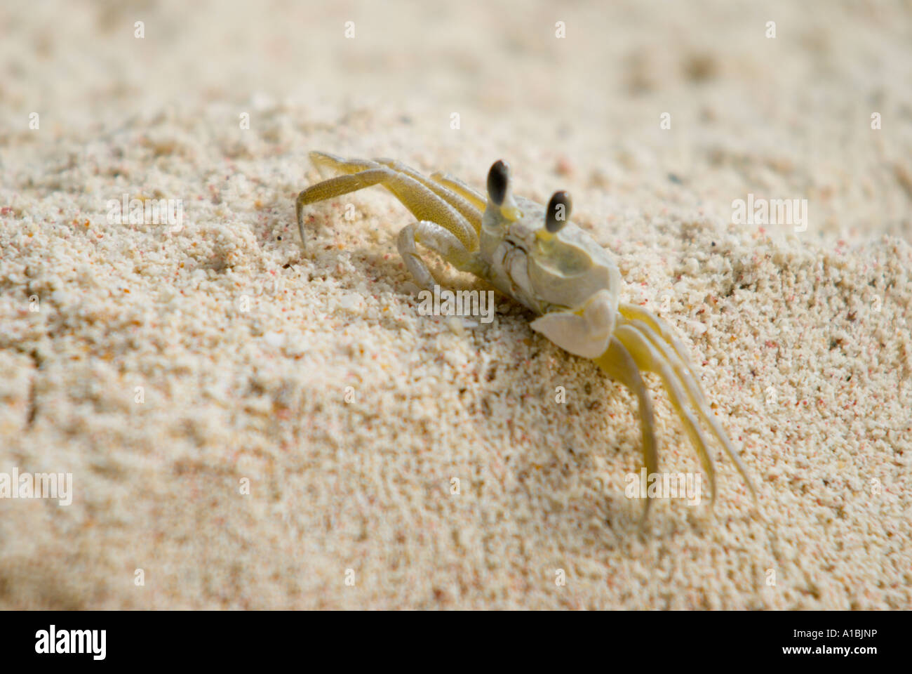 Barbados sand crab buries itself in the beach sand at the tideline and ...