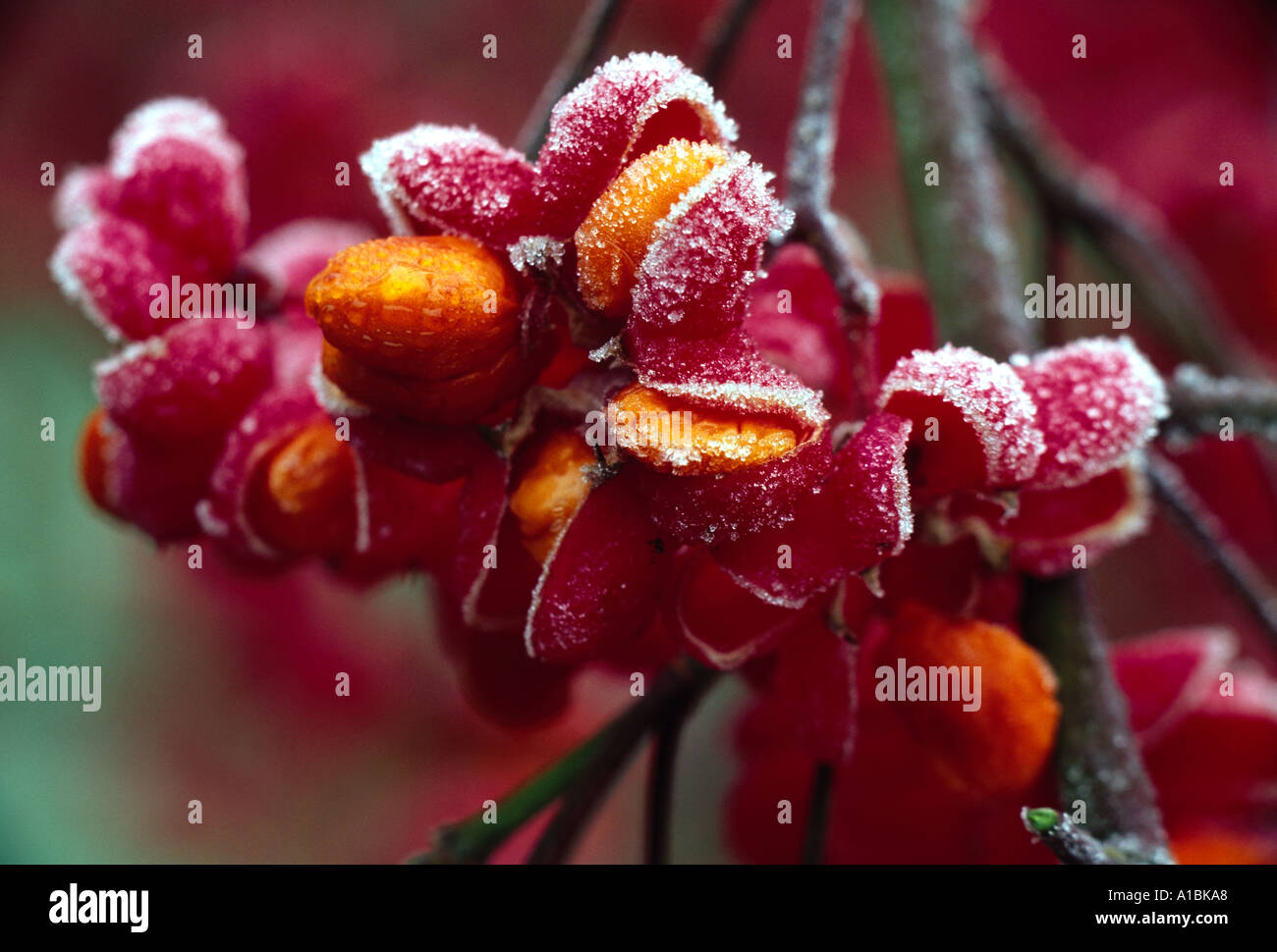 Euonymus europaeus Red Cascade Stock Photo - Alamy