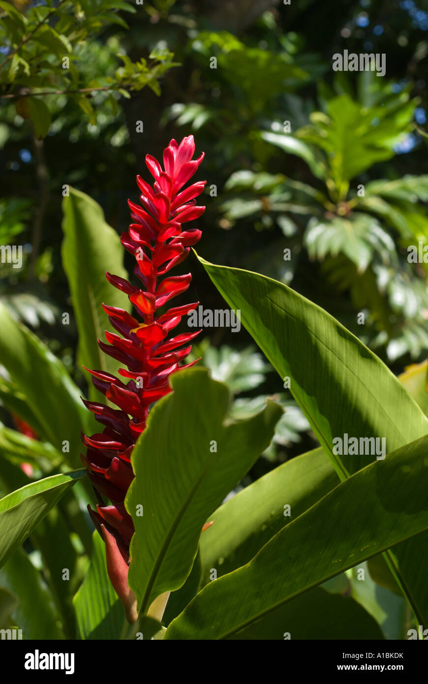 Barbados Red Ginger Flower Stock Photo Alamy