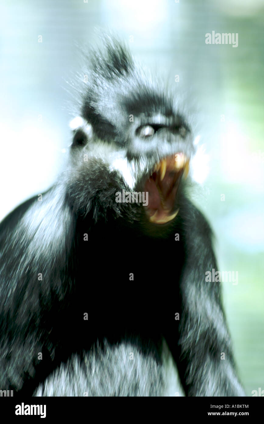 A monkey bares his teeth while yawning Stock Photo