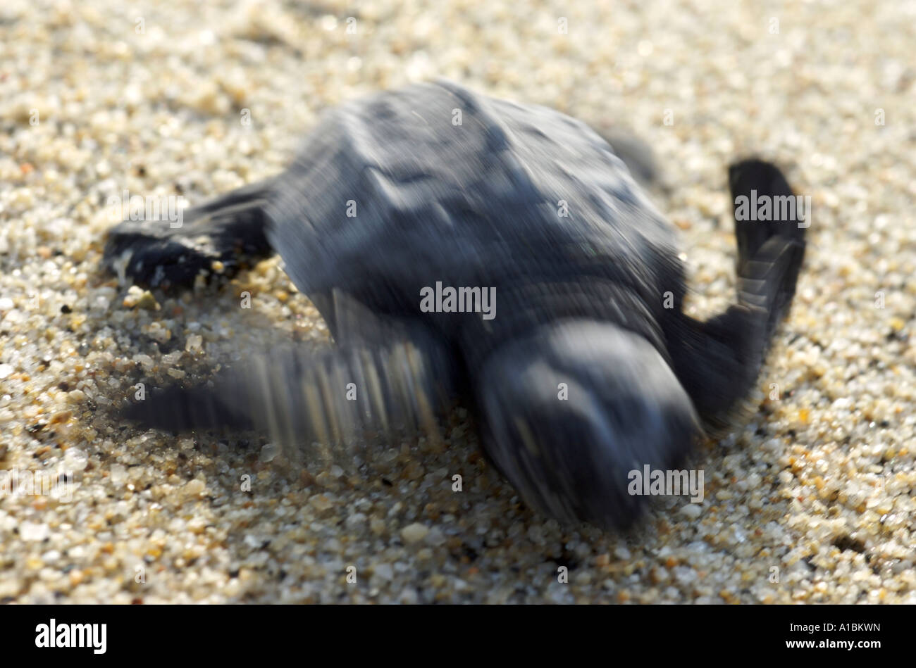 A newly hatched sea turtle on a beach in Mexico Stock Photo Alamy