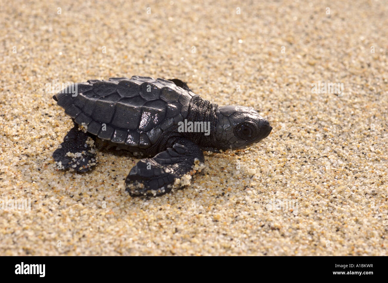 A newly hatched sea turtle on a beach in Mexico Stock Photo Alamy