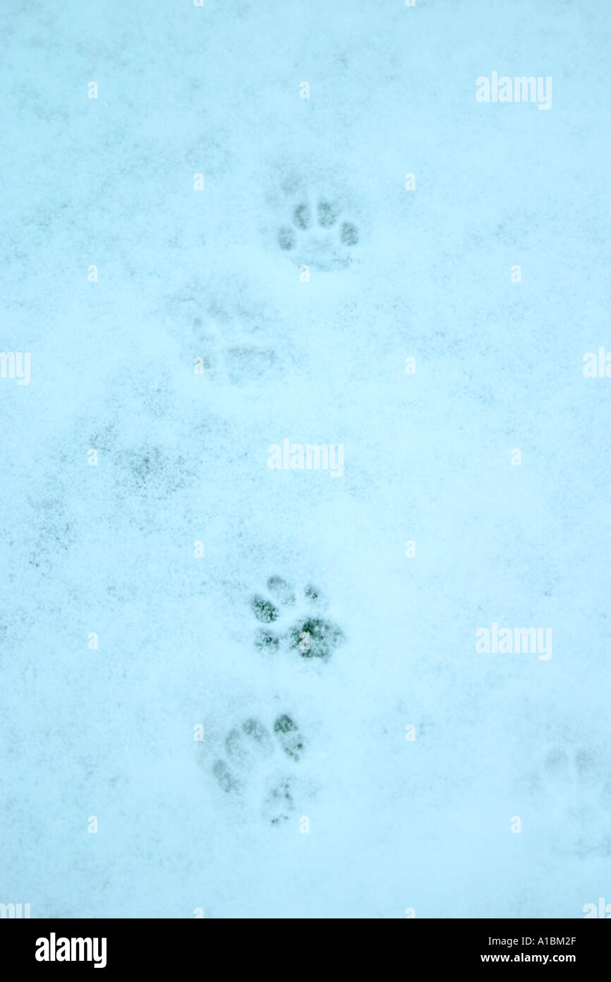 cats paw prints in snow Stock Photo Alamy