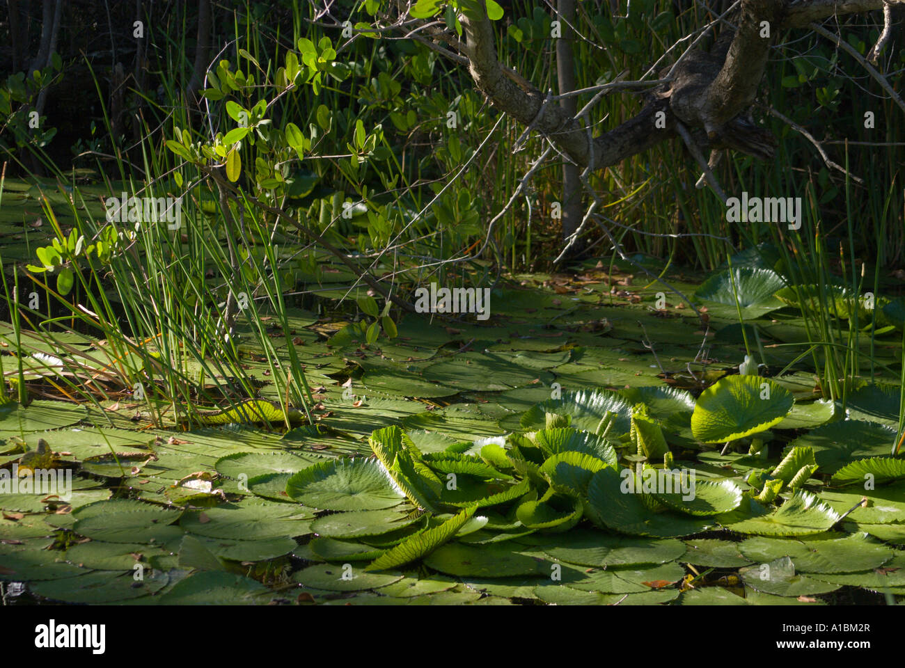 Barbados Graeme Hall swamp near St Lawrence waterlily plants Stock Photo