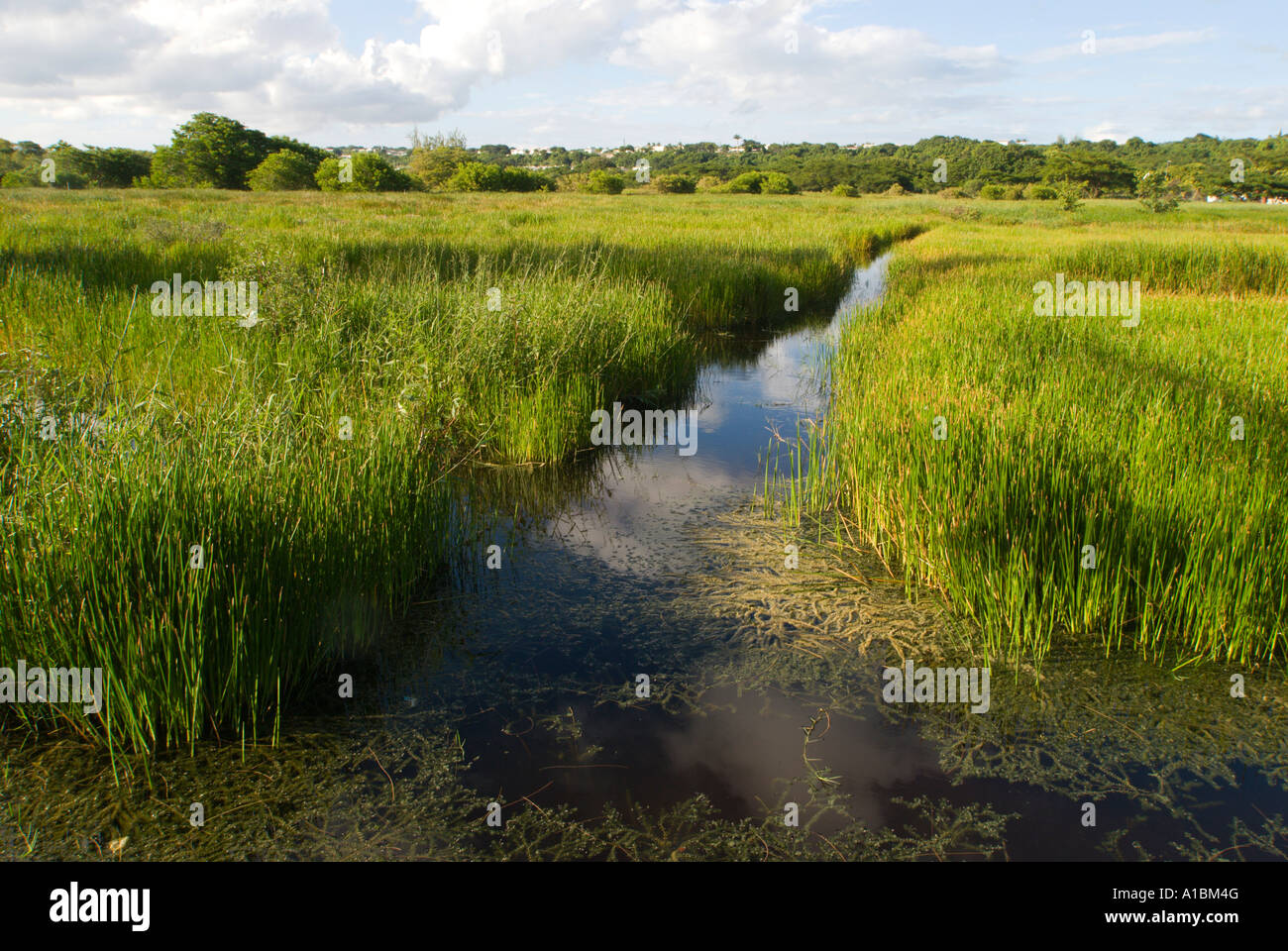 Barbados Graeme Hall swamp near St Lawrence reed beds with canals cut for access across acres of flooded land Stock Photo