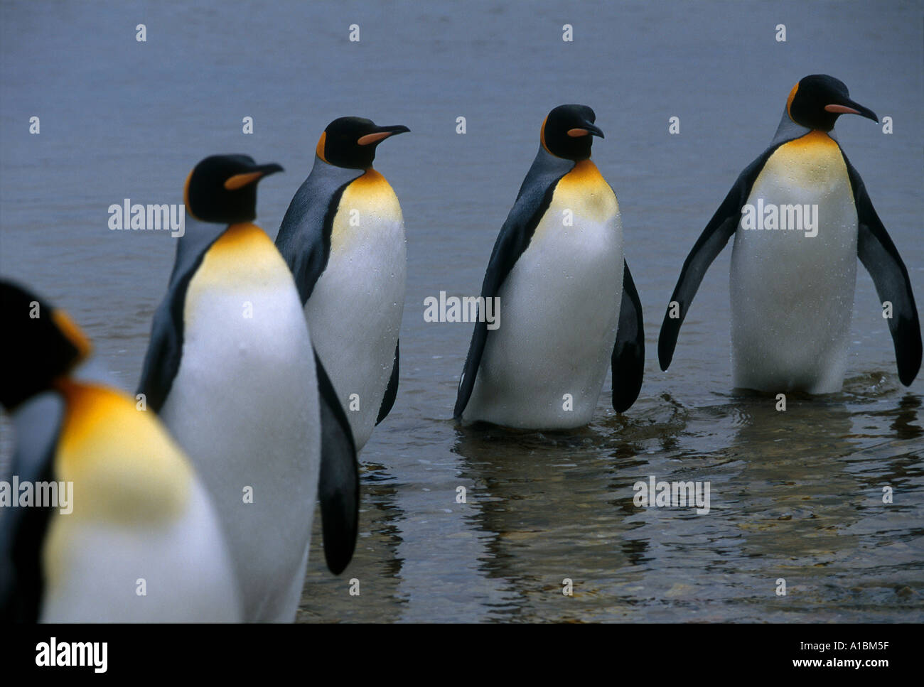 a group of King Penguins heading to sea for there long journey to find ...