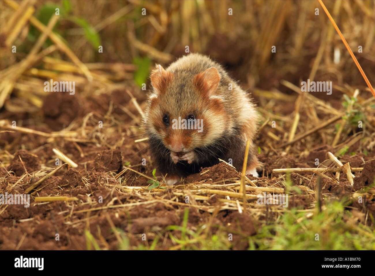 common hamster black-bellied hamster - munching / Cricetus cricetus Stock Photo