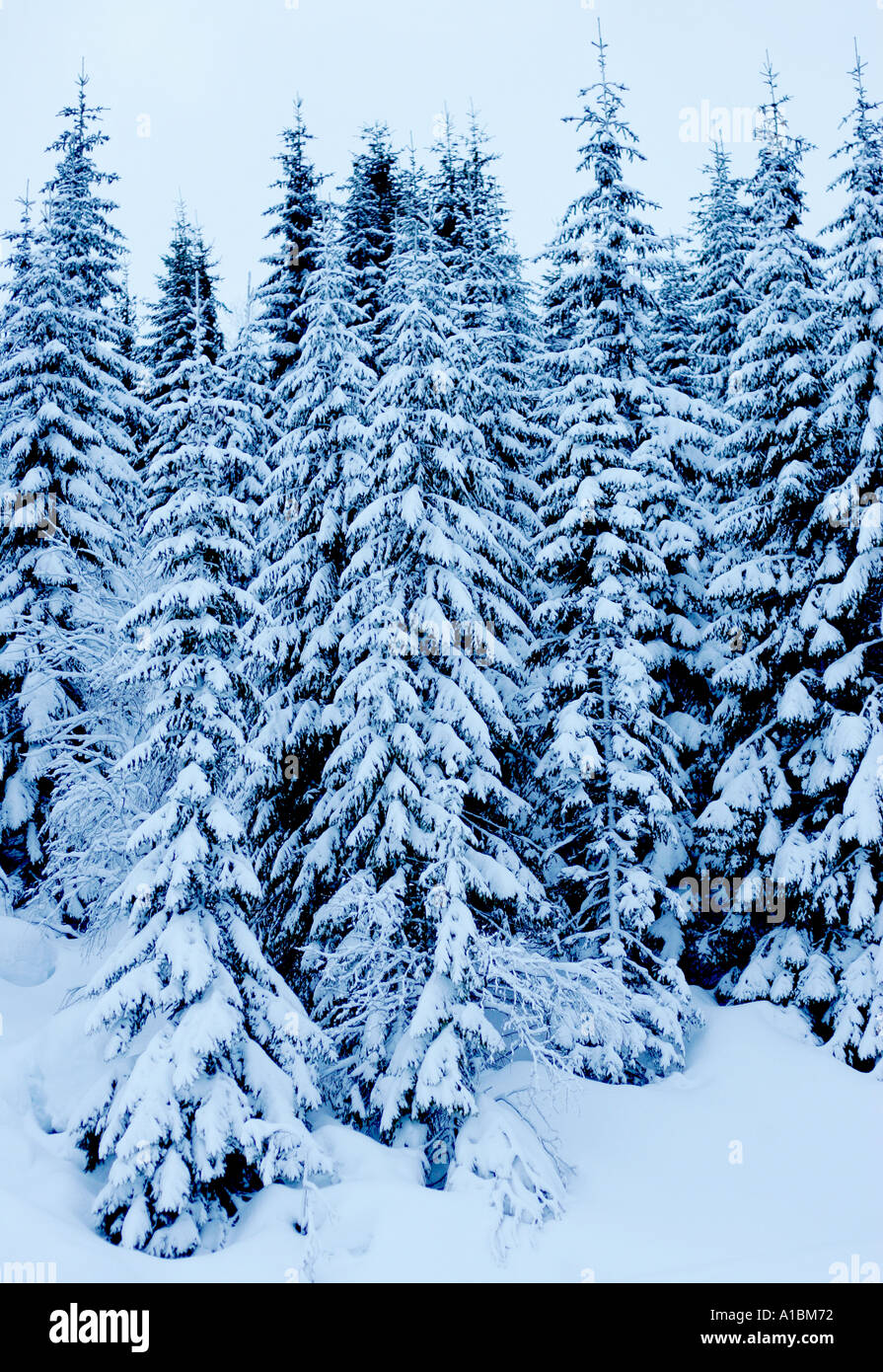 Fir trees snow winter Stock Photo