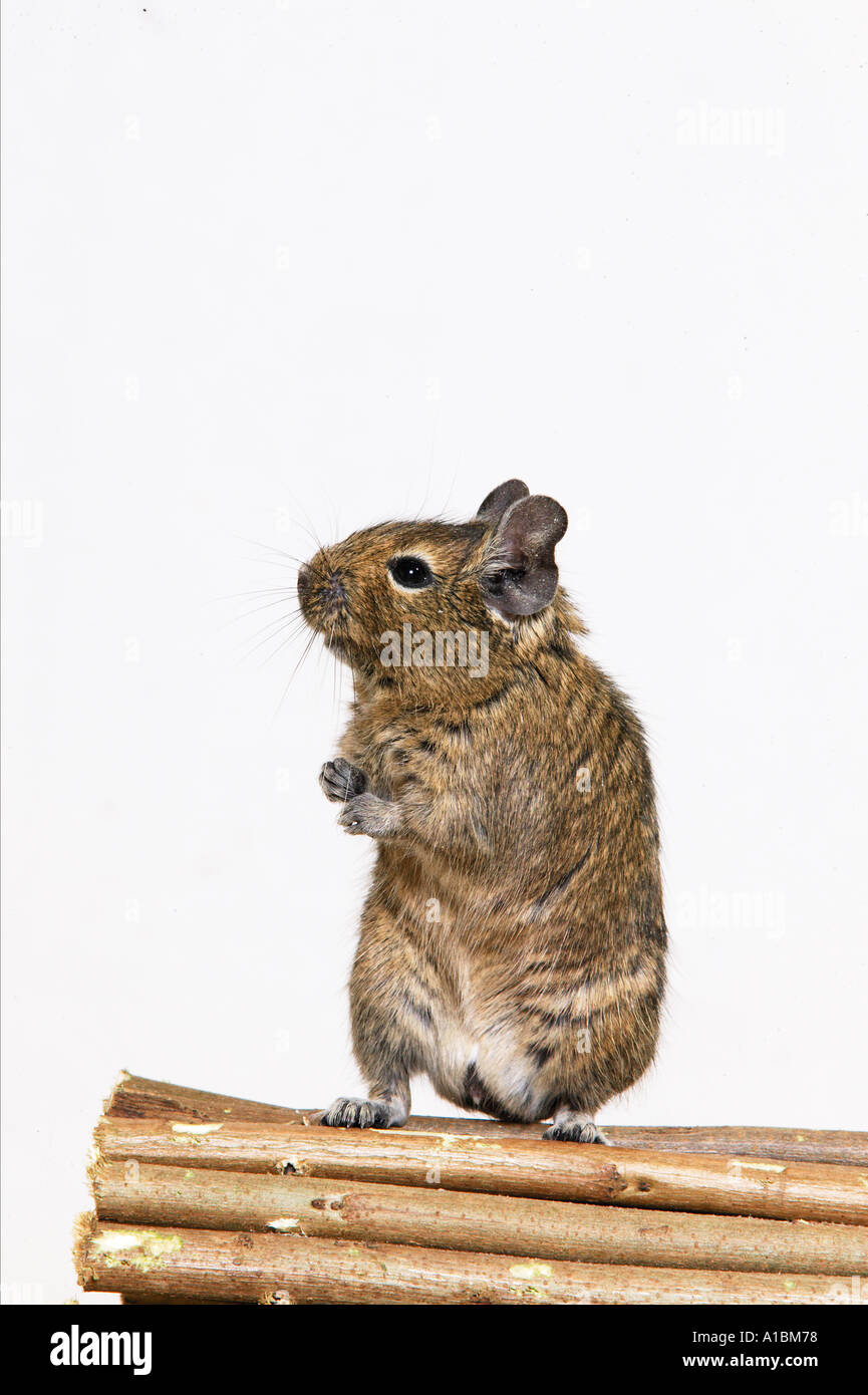 degu - standing - frontal / Octodon spp. Stock Photo