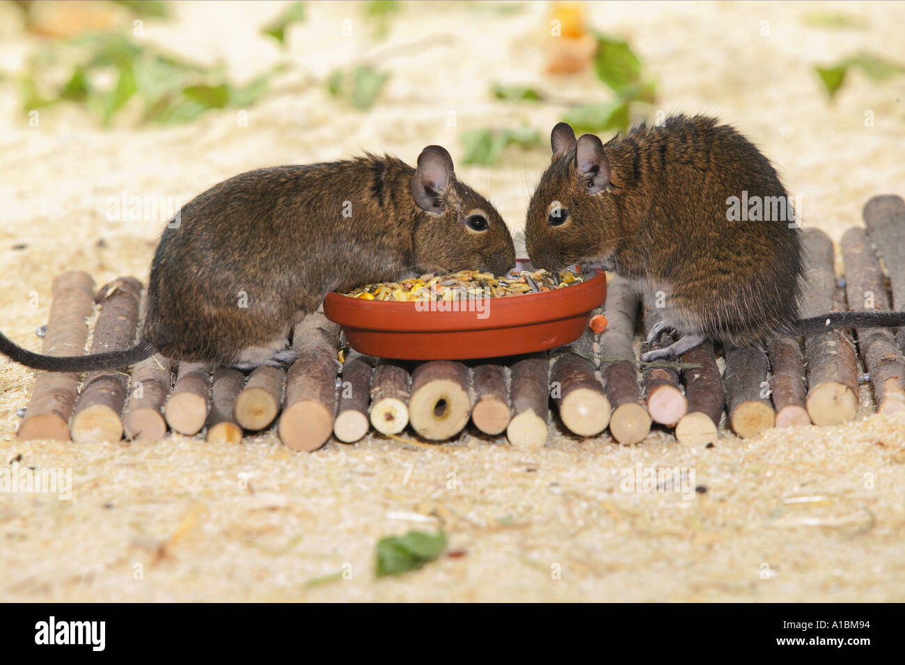 Degu (Octodon degus). Two adult eating from a dish Germany Stock Photo