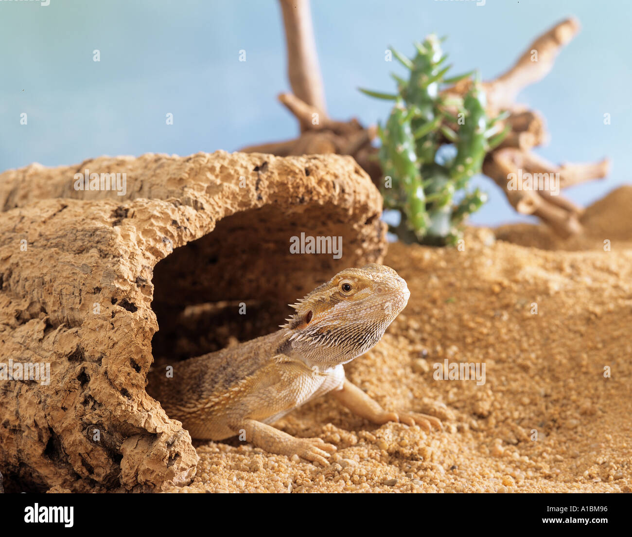 Central bearded dragon (Pogona vitticeps) looking out from hollow log Stock Photo
