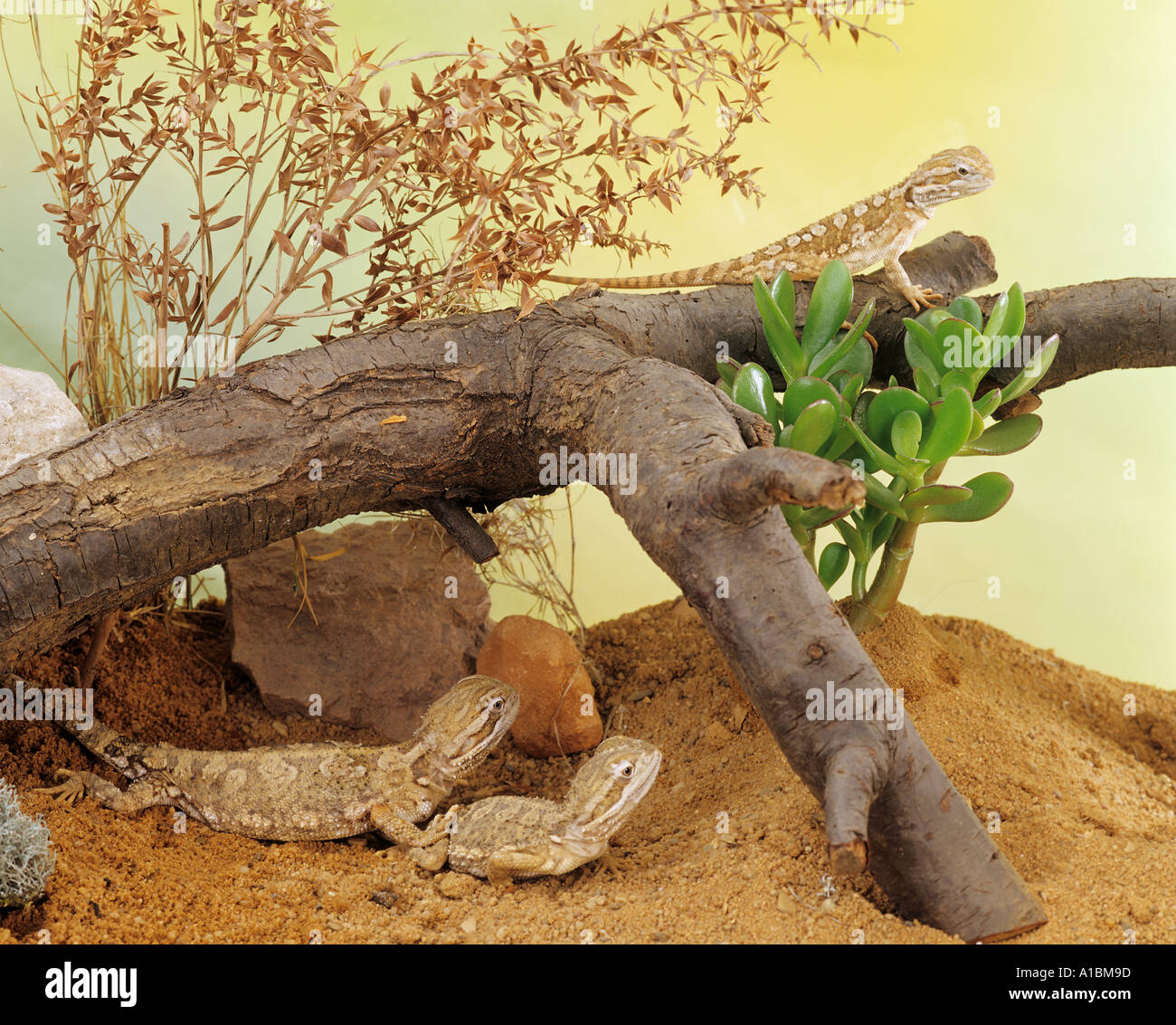 three Black Soil Bearded Dragon in terrarium / Pogona henrylawsoni Stock Photo