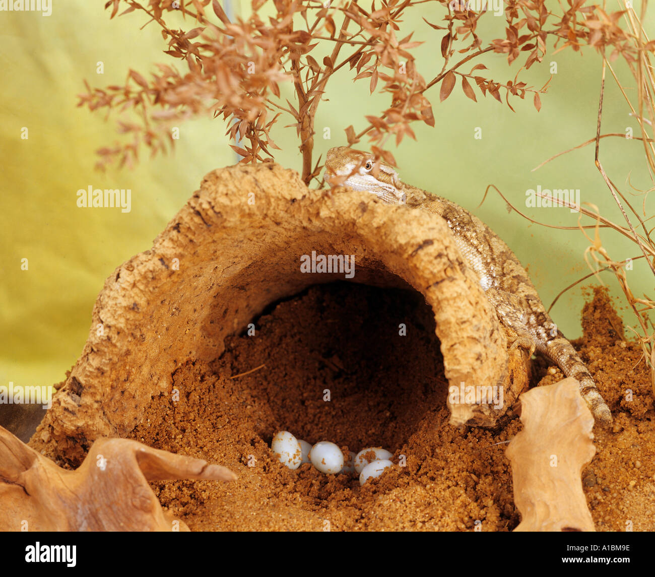 Black Soil Bearded Dragon on cave with eggs / Pogona henrylawsoni Stock Photo