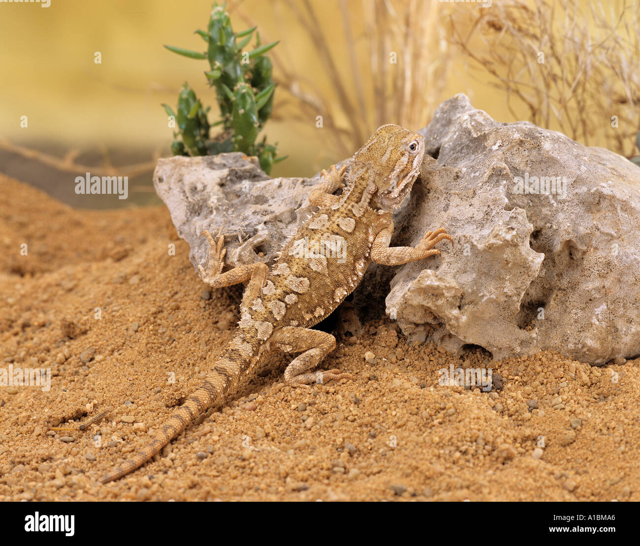 Black Soil Bearded Dragon - back view / Pogona henrylawsoni Stock Photo