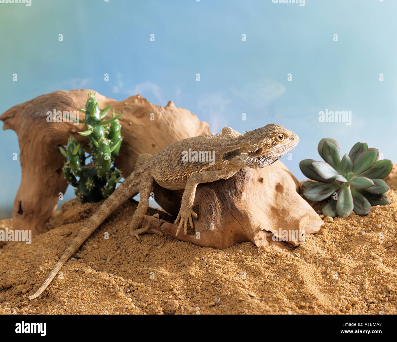Australian bearded dragon on root / Pogona vitticeps Stock Photo