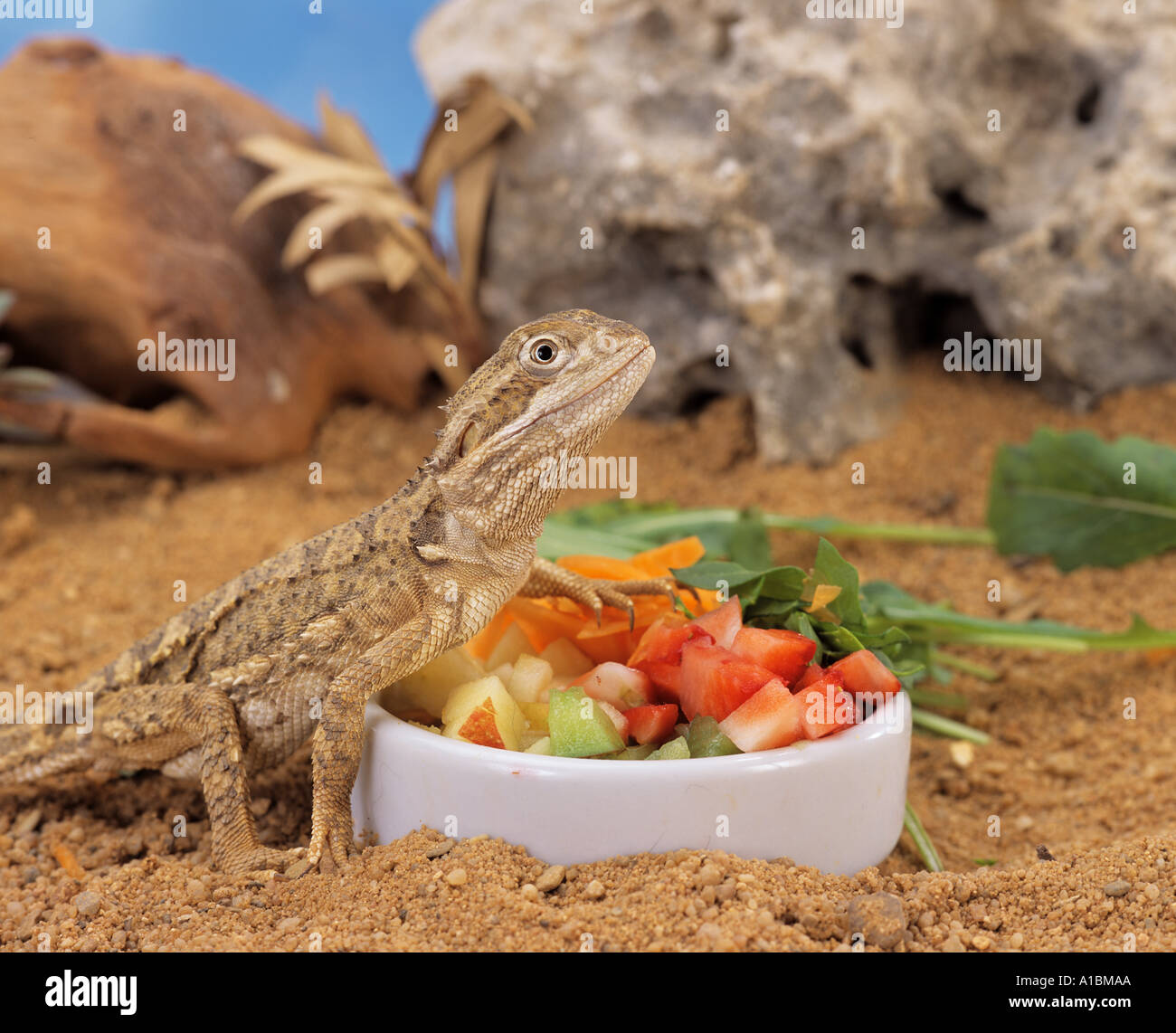 Black Soil Bearded Dragon at feeding bowl / Pogona henrylawsoni Stock Photo