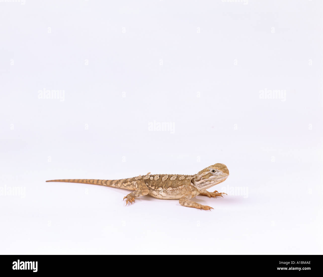 Black Soil Bearded Dragon - cut out / Pogona henrylawsoni Stock Photo