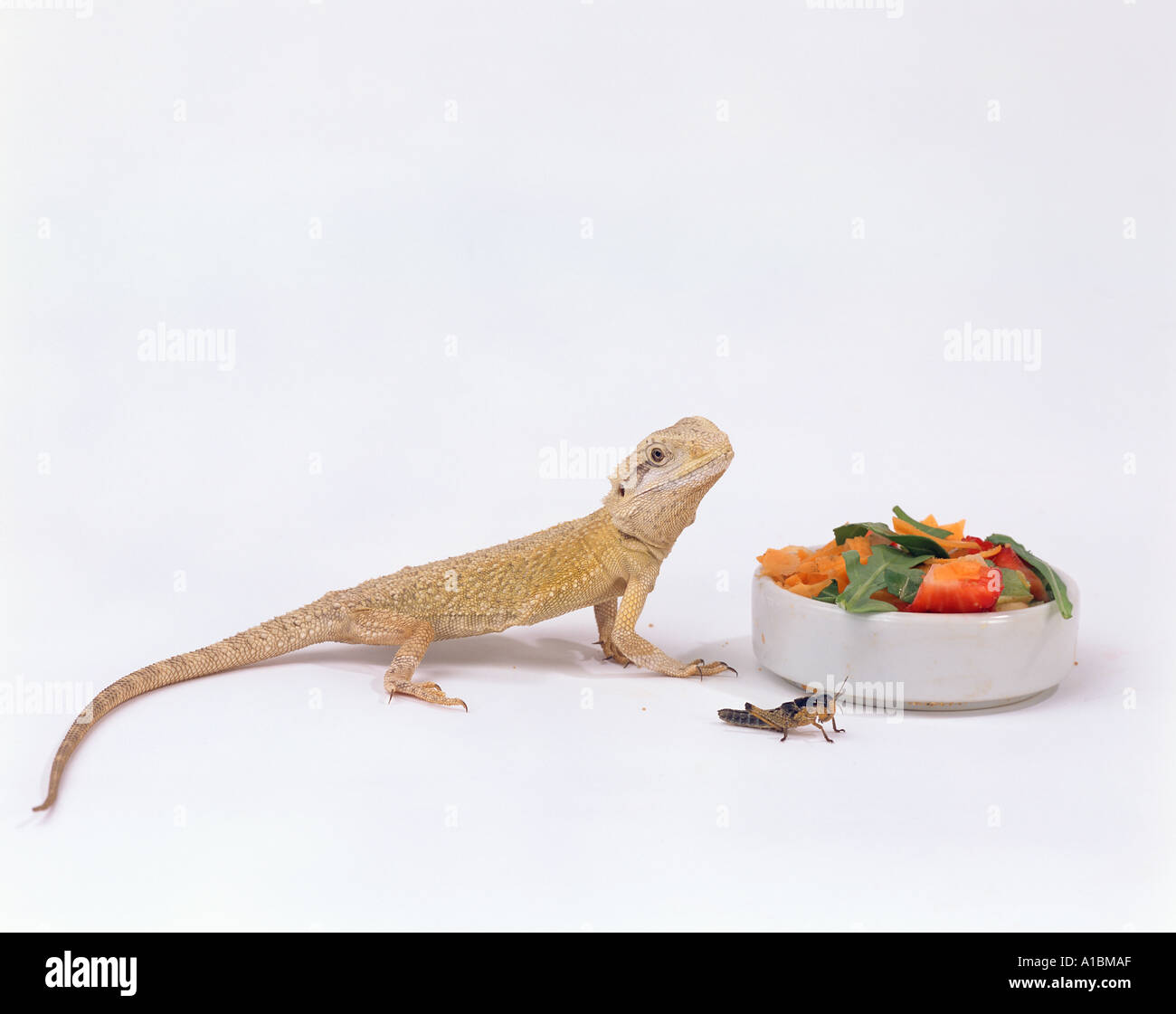 Mitchell's Bearded Dragon in front of feeding bowl with grasshopper / Pogona mitchelli Stock Photo