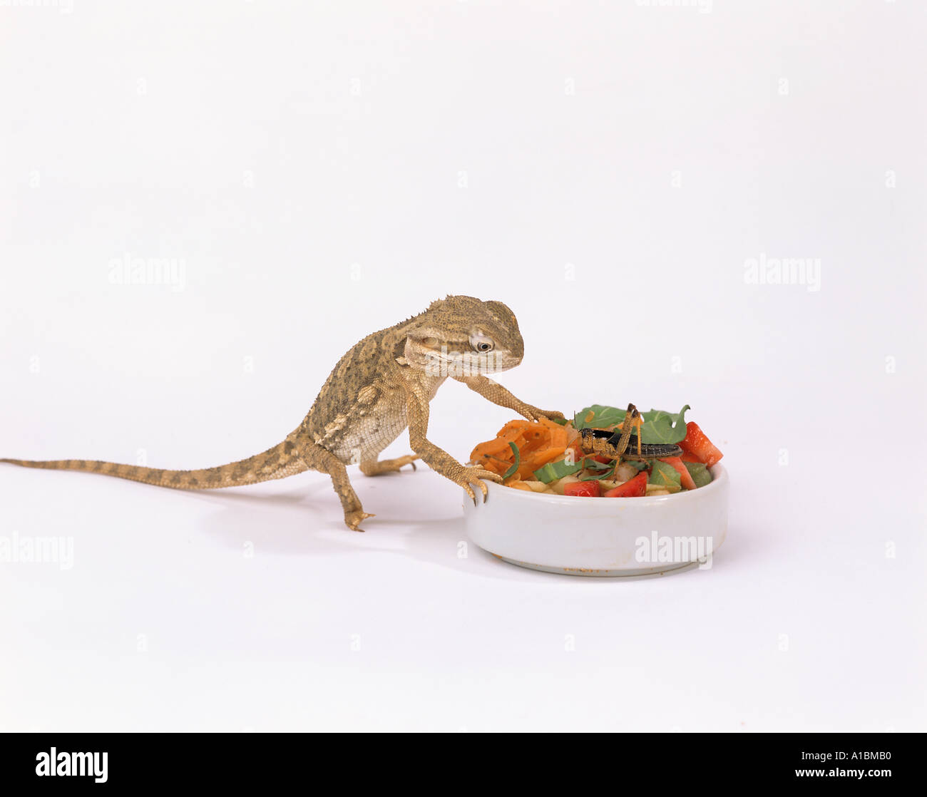 Mitchell's Bearded Dragon in front of feeding bowl with grasshopper / Pogona mitchelli Stock Photo
