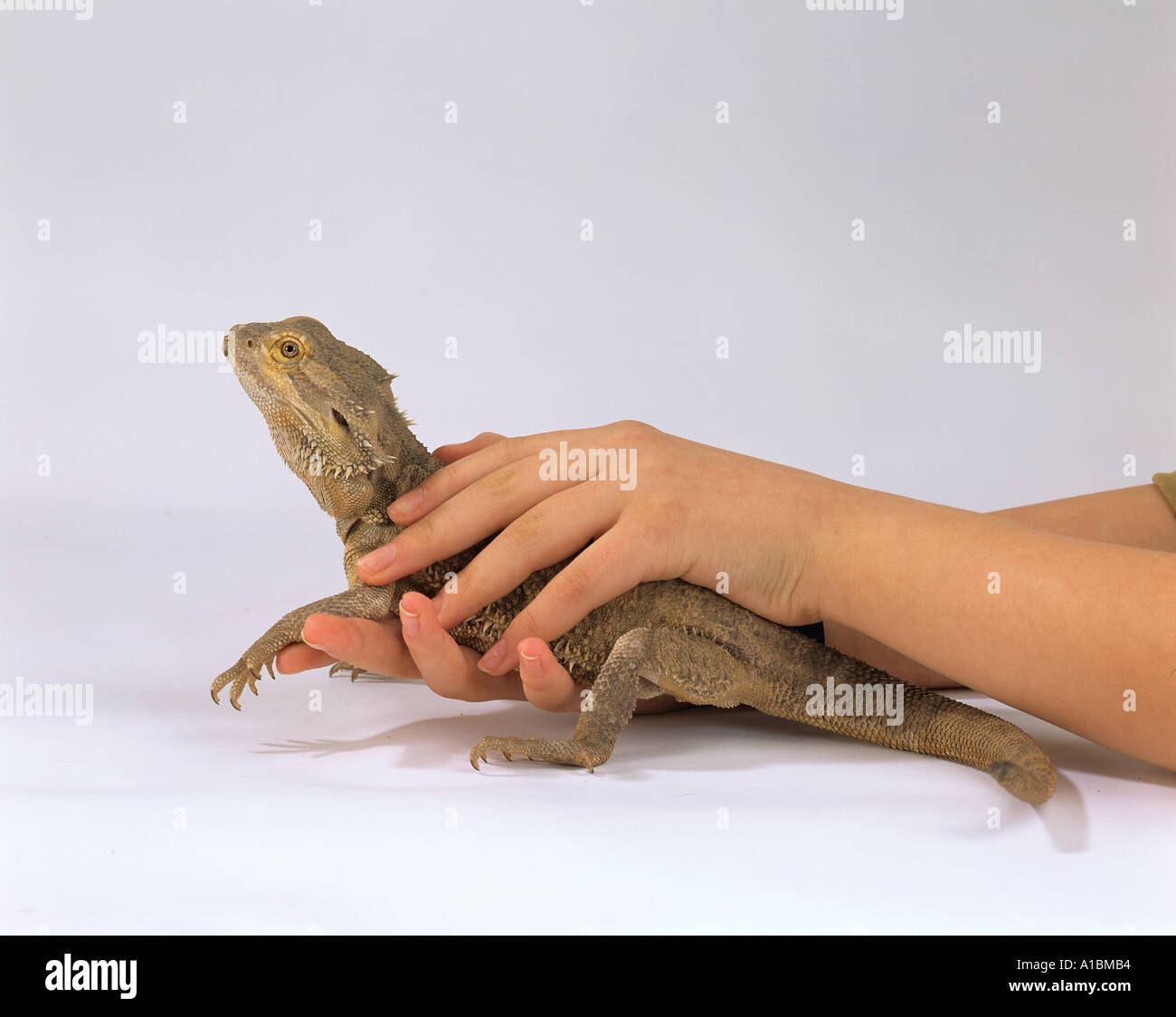 Australian bearded dragon - in hands / Pogona vitticeps Stock Photo