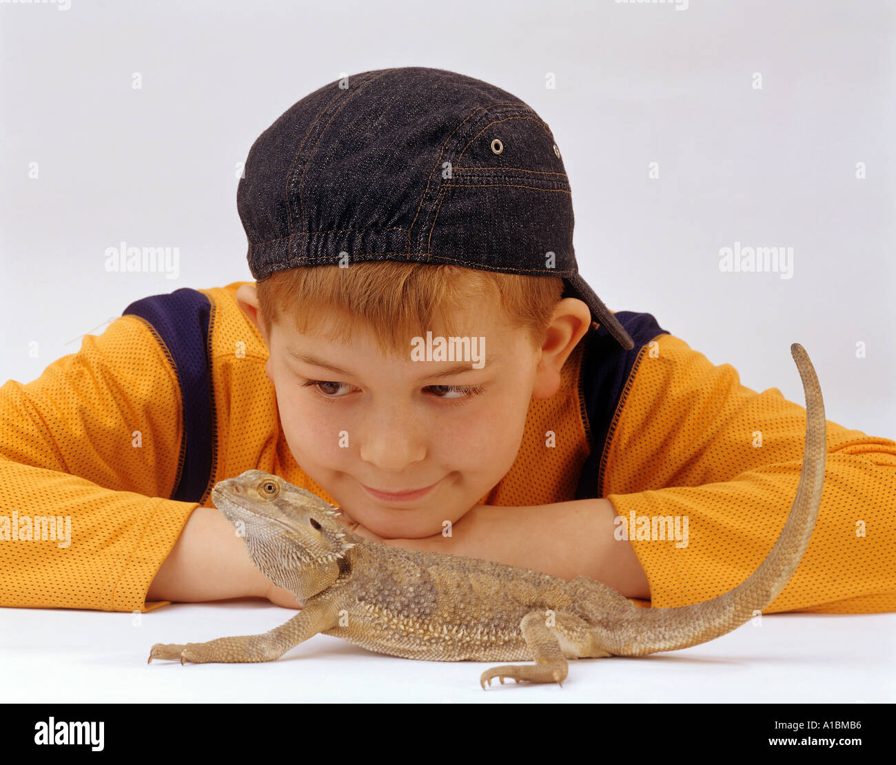 boy watching Australian bearded dragon / Pogona vitticeps Stock Photo