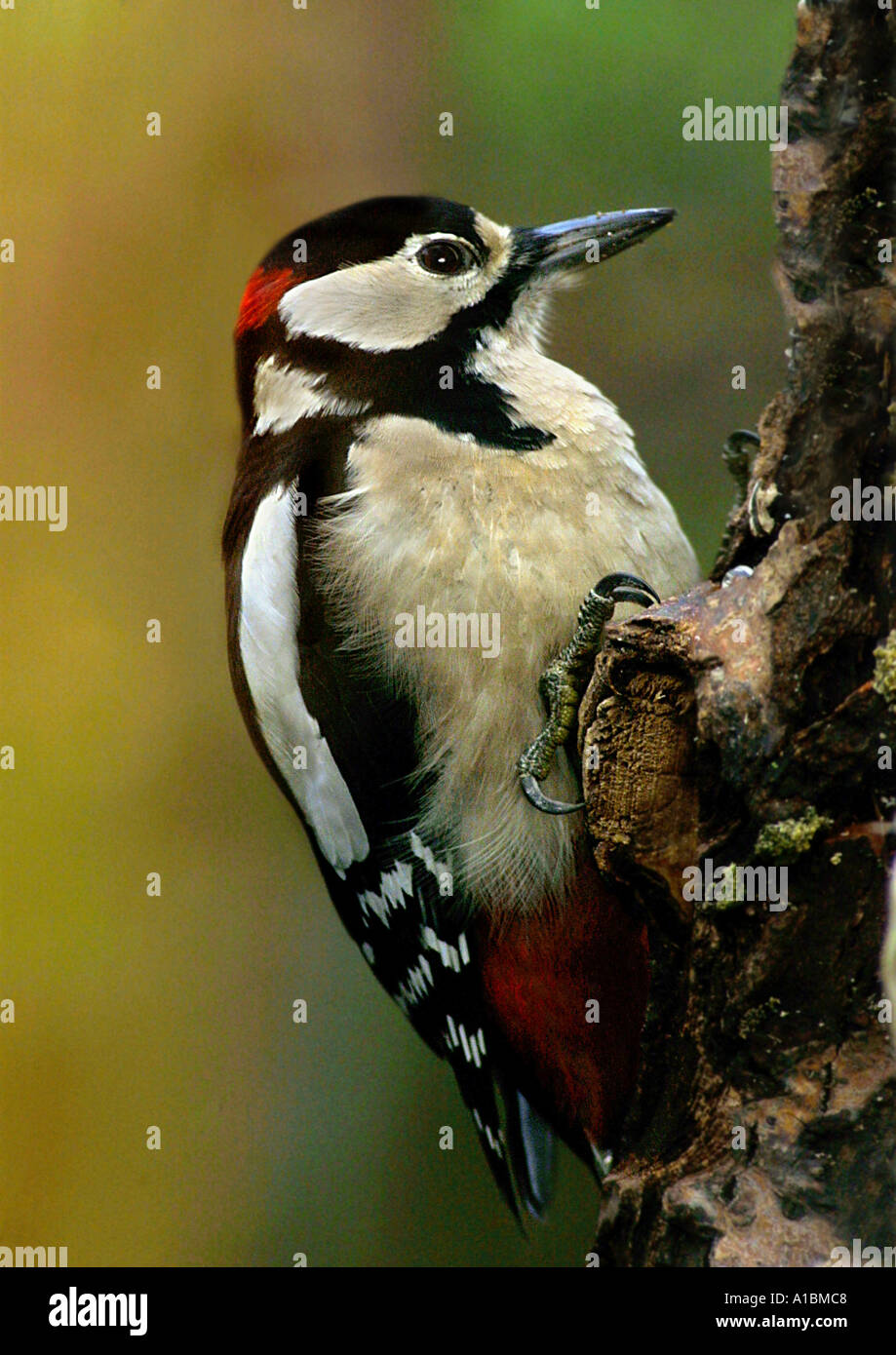 Greater Spotted Woodpecker / Dendrocopus major Stock Photo