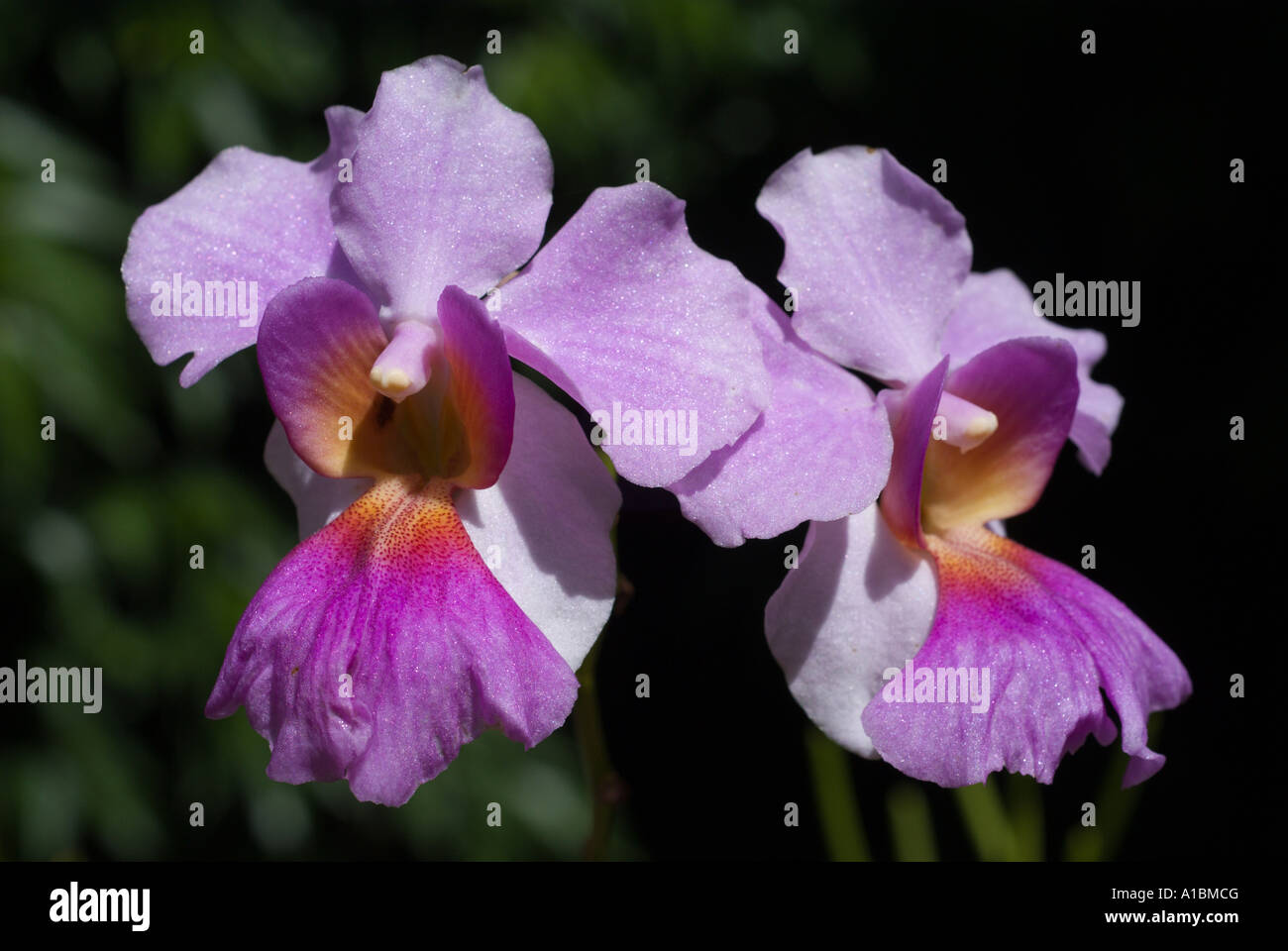 Barbados Orchid World orchid species Vanda Miss Agnes Joaquim the national flower of Singapore Stock Photo