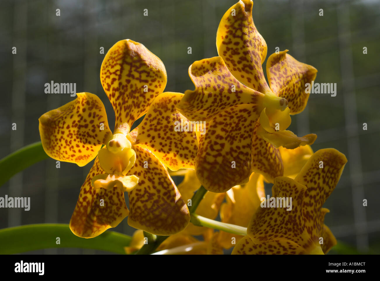 Barbados Orchid World species 'Ascocenda Surat Spot' Stock Photo