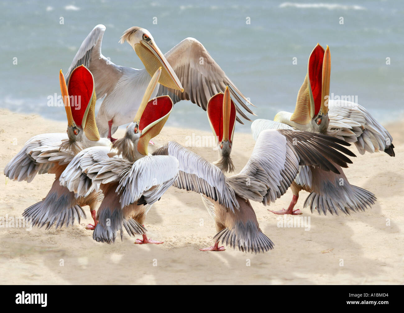 pelican choir with choirmaster / Pelecanidae Stock Photo
