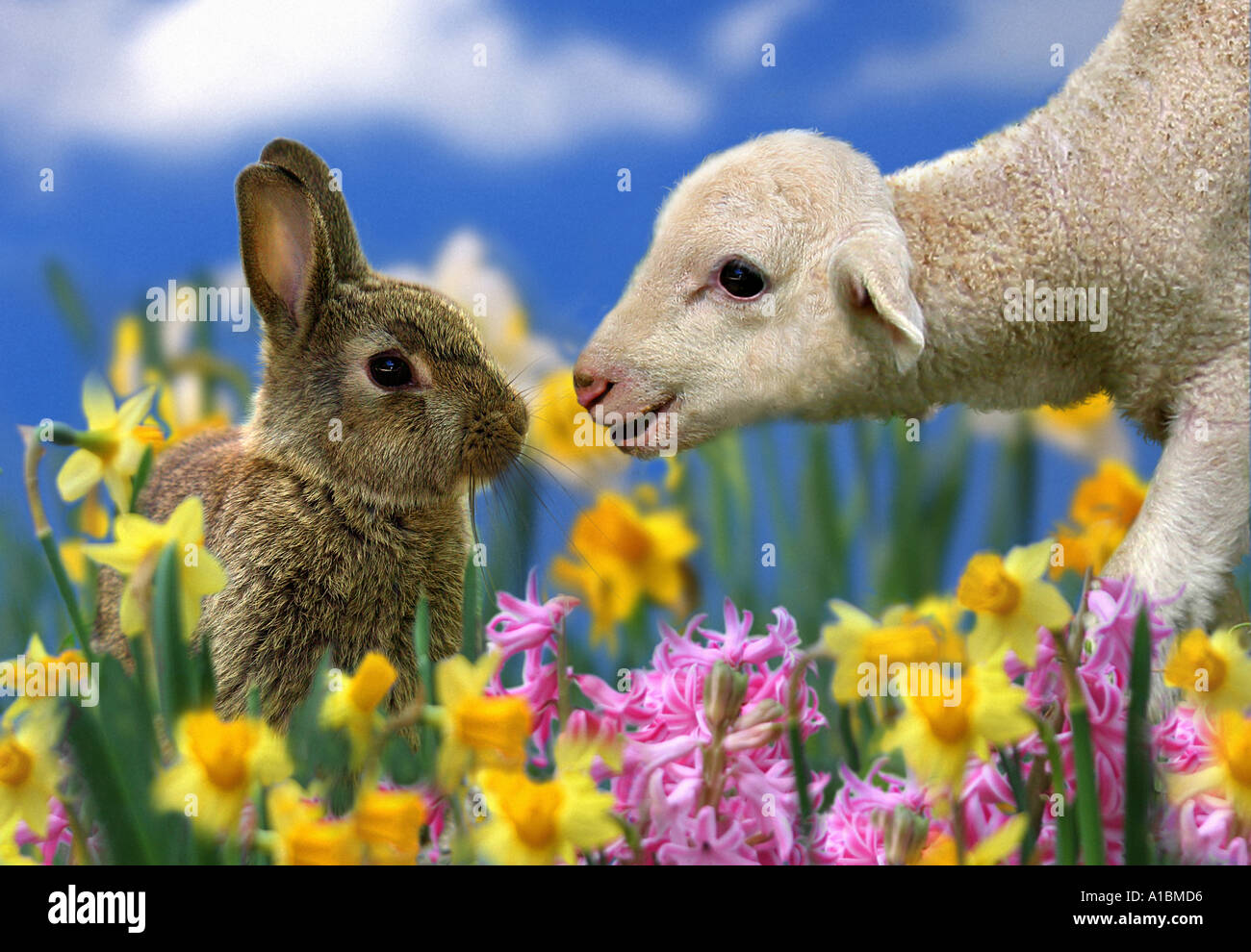animalfriendship bunny and lamb between daffodils Stock Photo Alamy