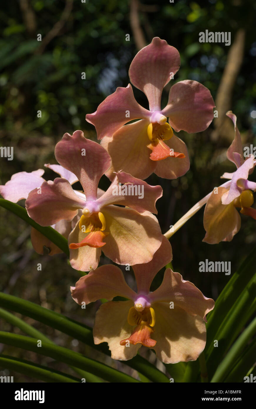 Vanda jvb x rasri gold hi-res stock photography and images - Alamy