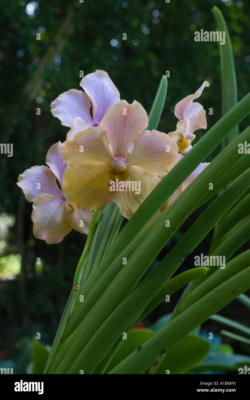 Barbados Orchid World species Vanda variety Miss Agnes Joaquim Stock ...