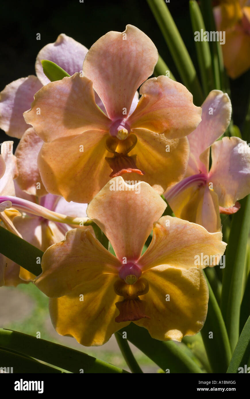 Barbados Orchid World species Vanda variety TMA Giant Stock Photo