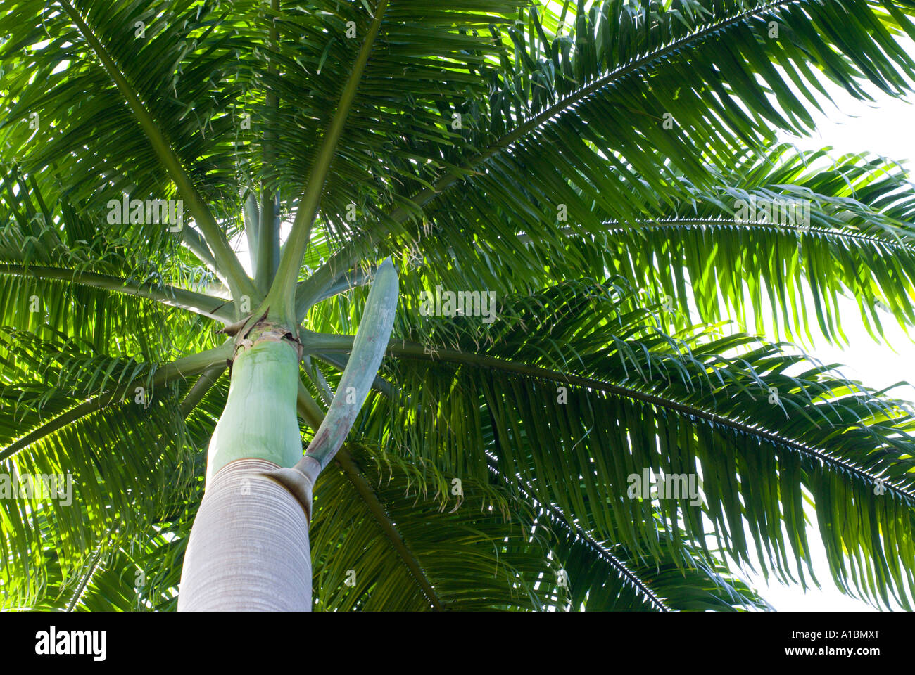 Barbados cabbage palm tree Stock Photo Alamy