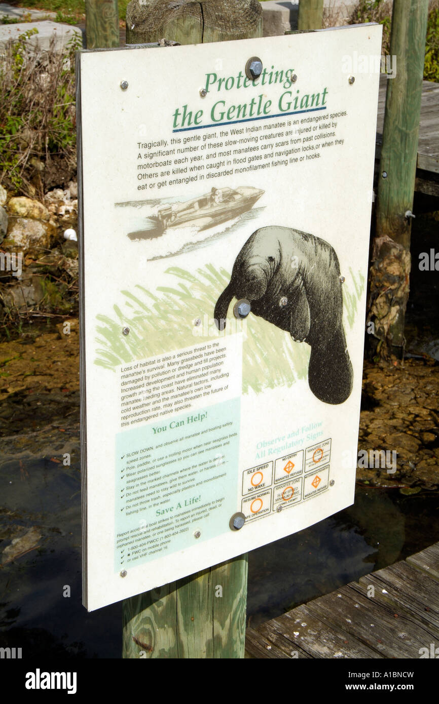 Manatee. Protecting the gentle giant notice. Florida USA Stock Photo