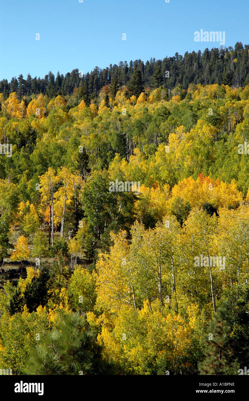 Utah fall color change yellow ajd green aspen leaves Stock Photo