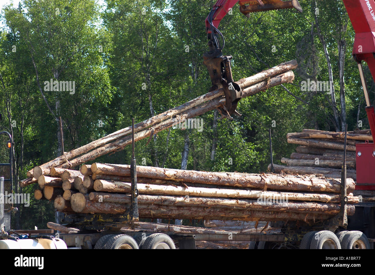 loading cut trees on truck alaska Stock Photo - Alamy