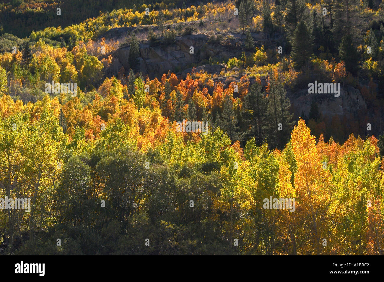 autumn forest Ca Stock Photo