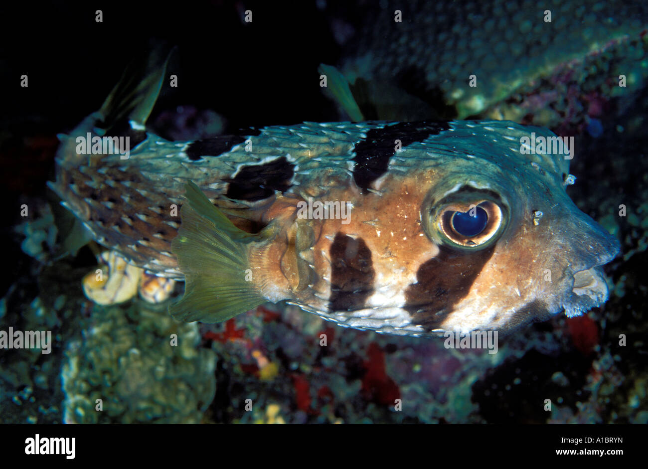 Black Blotched porcupinefish Diodon liturosus Sulawesi Indonesia Stock Photo