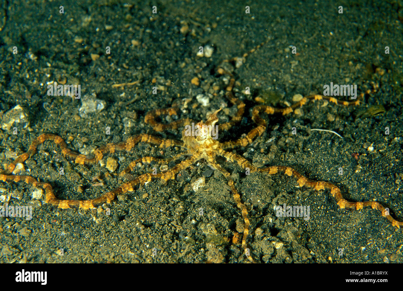 Mimic octopus mimicing sand anemone Sulawesi Indonesia Stock Photo