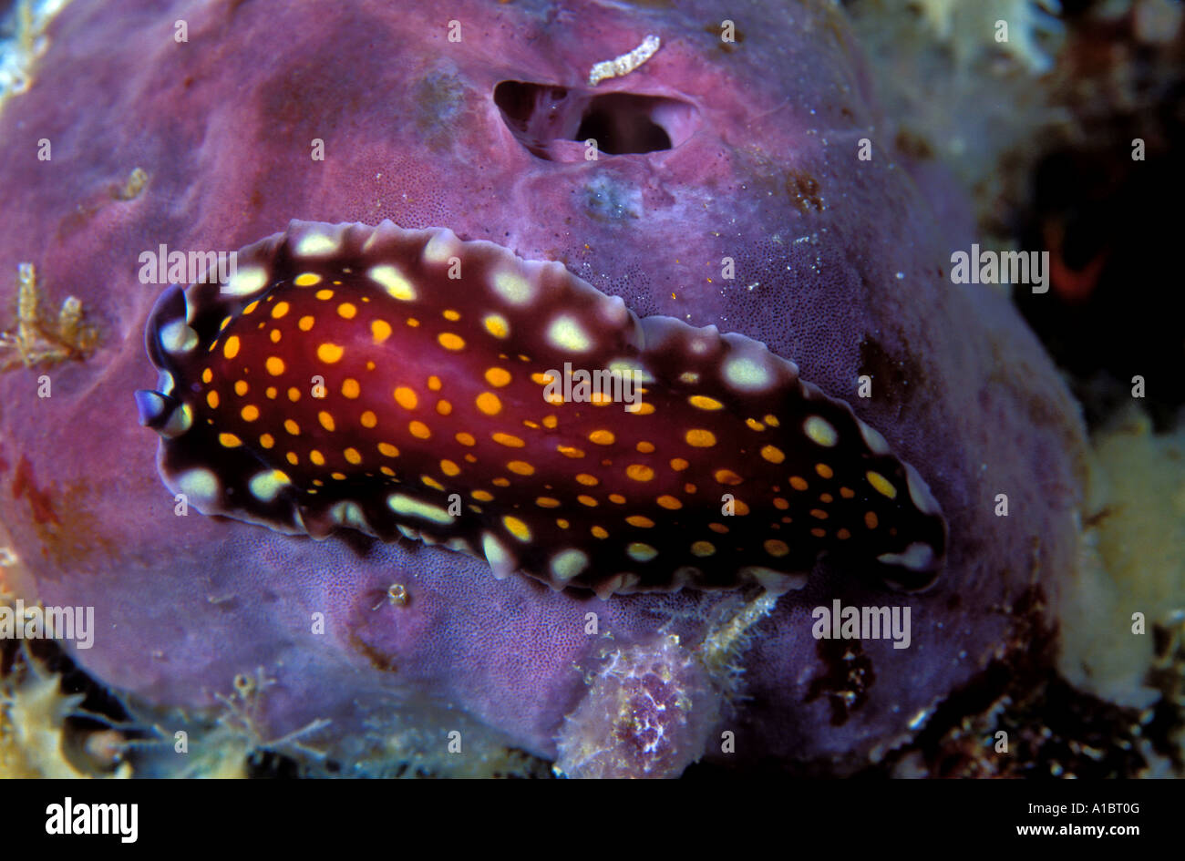 Flatworm Pseudobiceros sp Sulawesi Indonesia Stock Photo