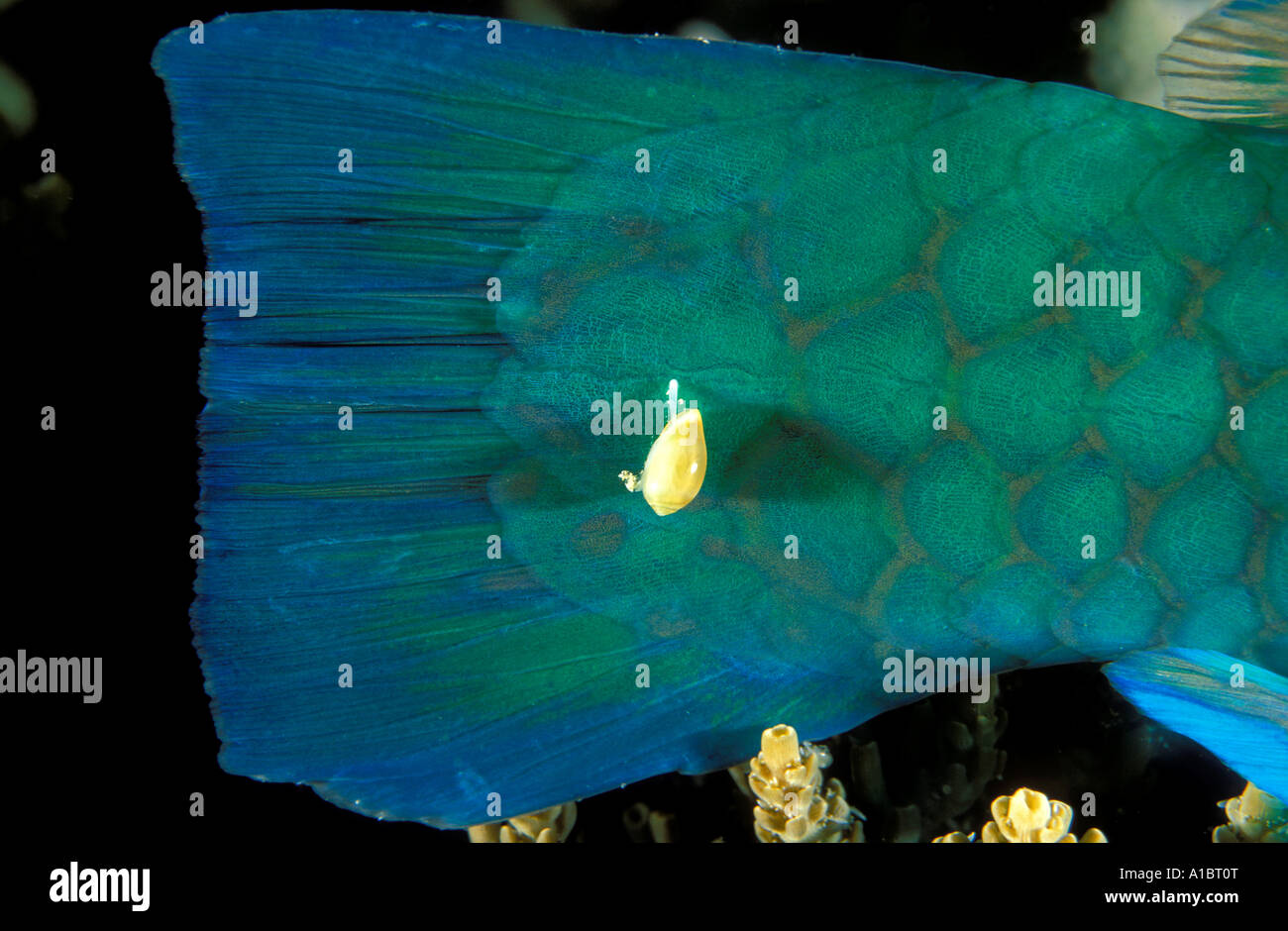 Vampire snail sucking blood of a sleeping parrotfish Sulawesi Indonesia Stock Photo Alamy