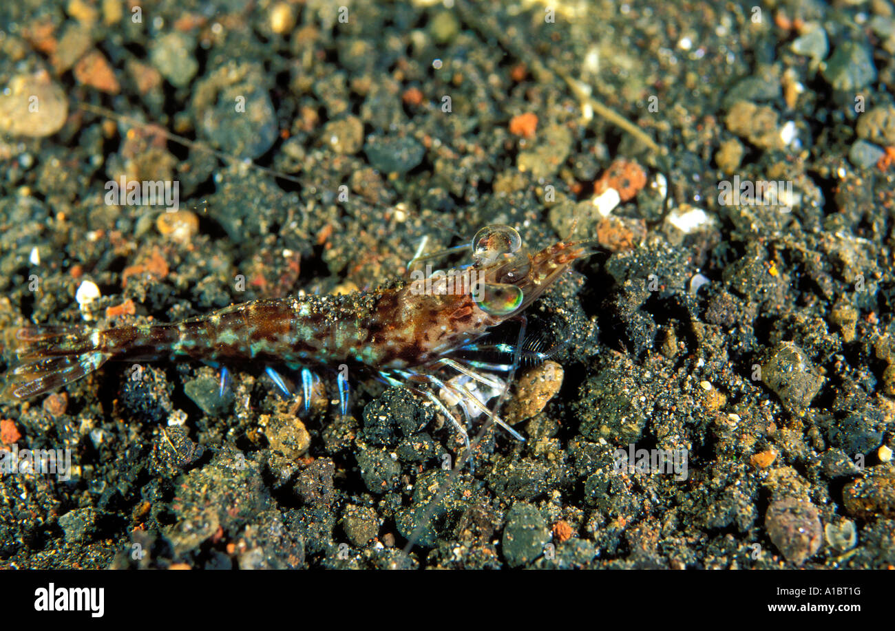Prawn Metapenaeus sp camouflaging on a sand bottom Sulawesi Indonesia Stock Photo