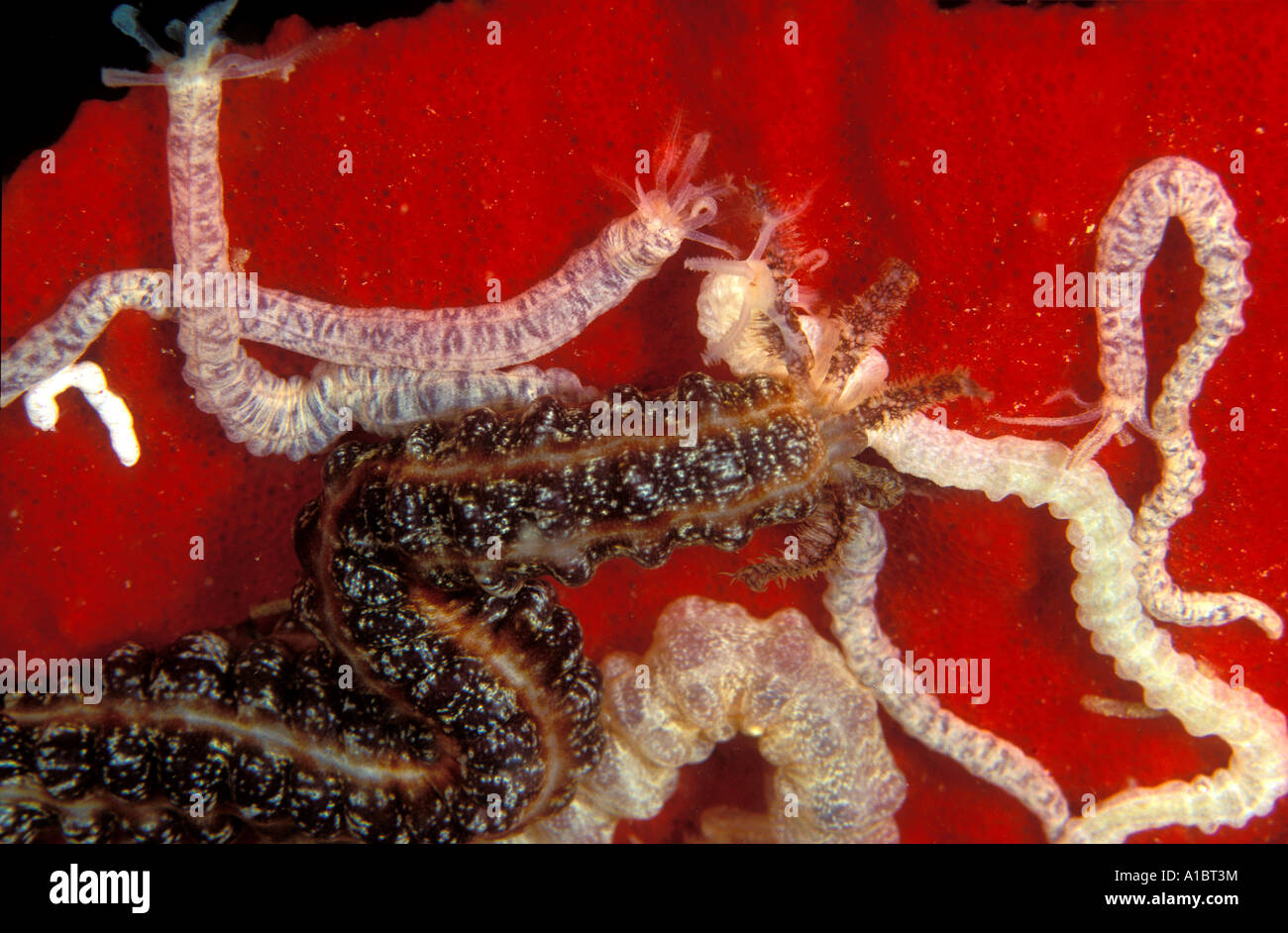 Holutrians on a sponge Opheodesoma sp Culion Philippines Stock Photo