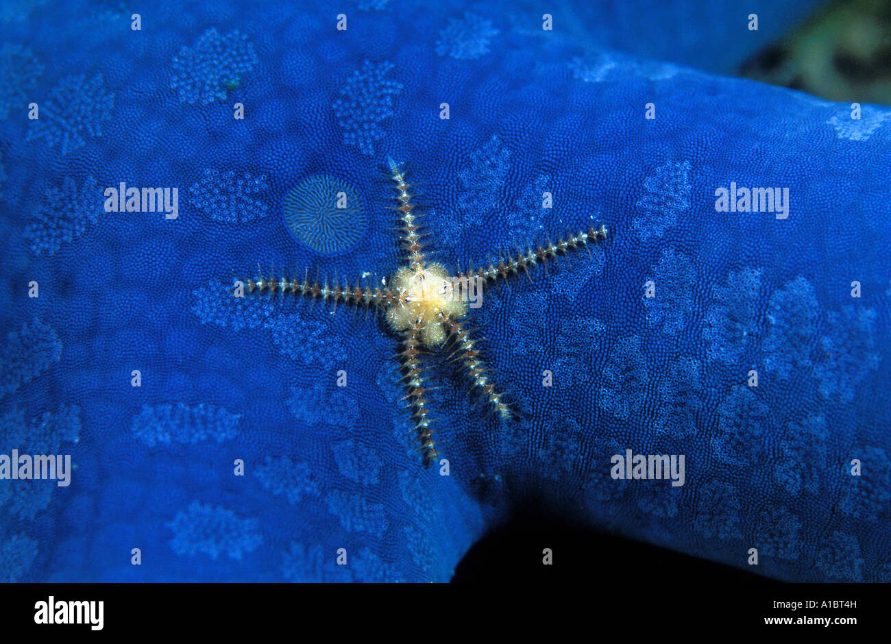 Brittle star Ophiothrix sp on blue starfish Linckia laevigata Busuanga Philippines Stock Photo